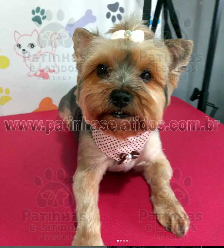 Banho e Tosa Pet Shop Indianopolis - Pet Shop Perto de Mim Banho e